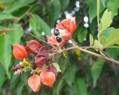 Paullinia trigonia