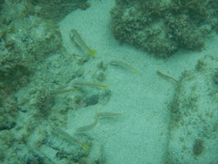 Mullus barbatus