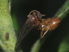 Formicidae