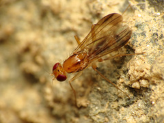Clusia lateralis