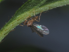 Formicidae