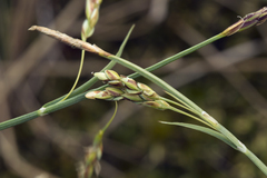 Carex rariflora