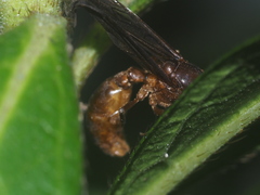 Formicidae