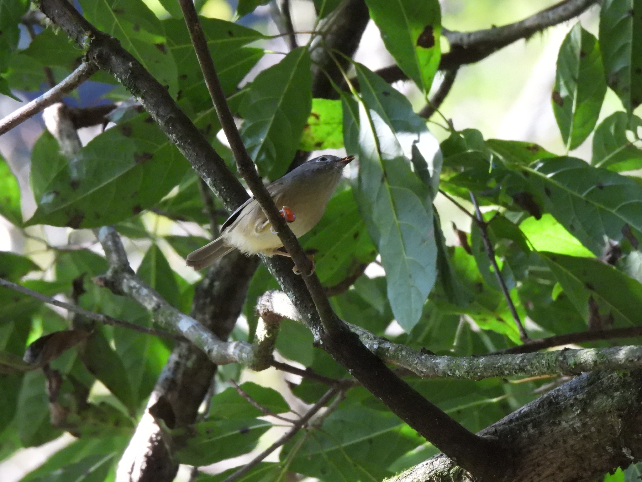 David's Fulvetta