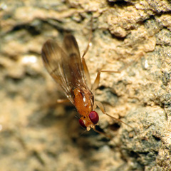 Clusia lateralis