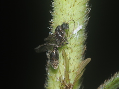 Myrmicinae