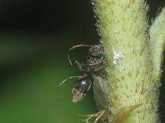 Myrmicinae