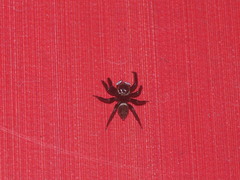 Hasarius adansoni
