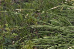 Carex middendorffii