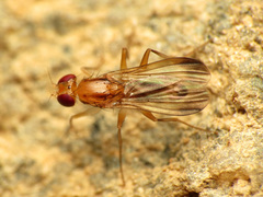 Clusia lateralis