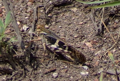 Australian Yellow-winged Locust photo 3