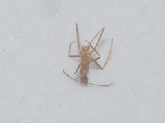 Camponotus