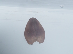 Lepidoptera