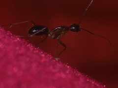 Camponotus