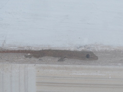 Hemidactylus frenatus