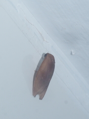 Lepidoptera