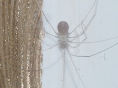 Micropholcus fauroti