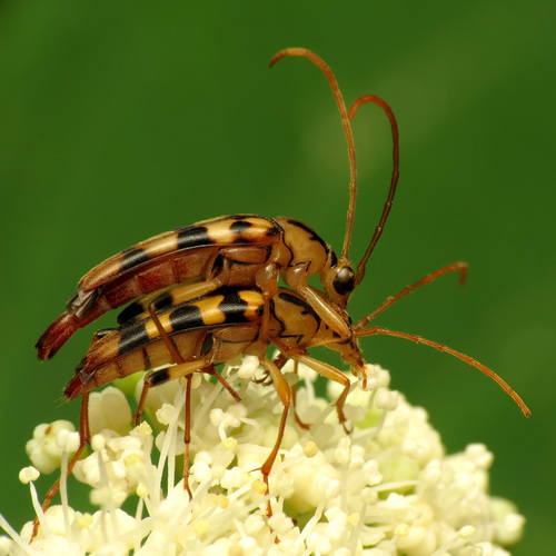 Yellow-horned Flower Longhorn Beetle photo 3