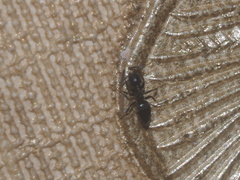 Formicidae