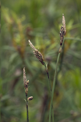 Carex rariflora