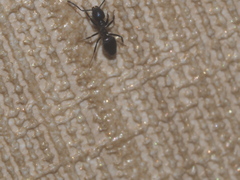 Formicidae