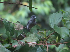 Pachyramphus homochrous