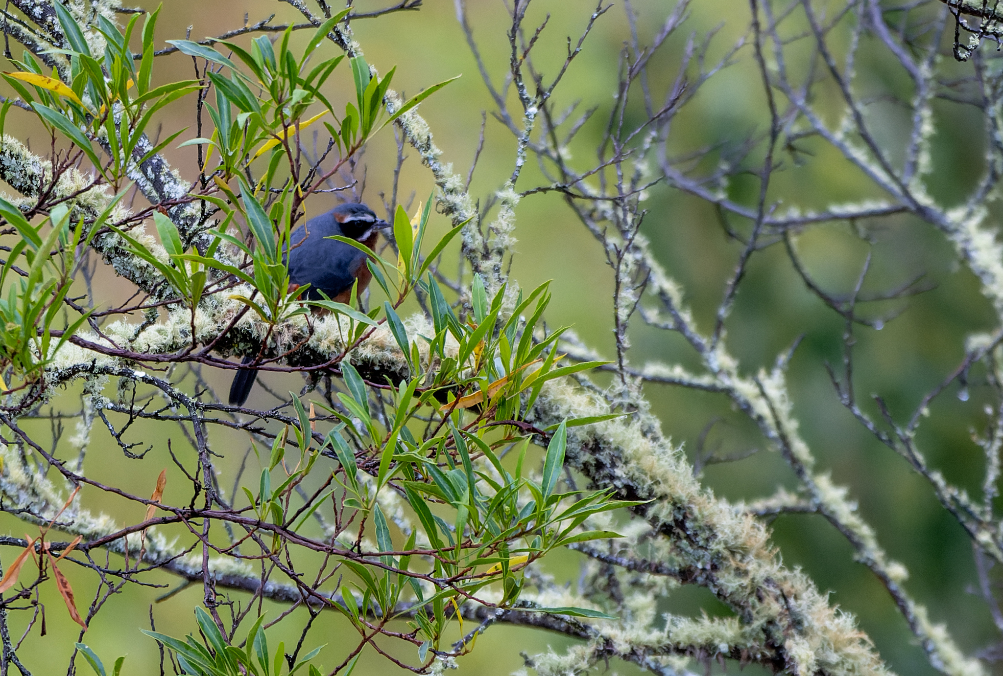Black-and-chestnut Warbling Finch (Poospiza whitii), photo 10