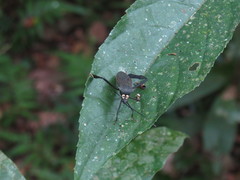 Acanthocephala latipes