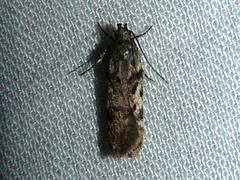 Chionodes thoraceochrella