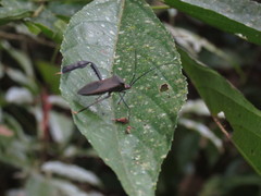 Acanthocephala latipes