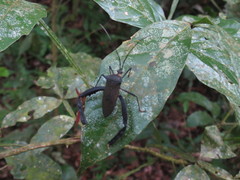 Acanthocephala latipes