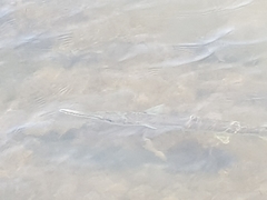 Tylosurus gavialoides