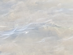 Tylosurus gavialoides