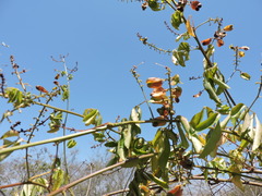 Serjania lethalis