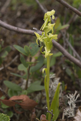 Platanthera tipuloides