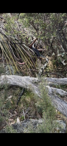 Highlands Copperhead sighting