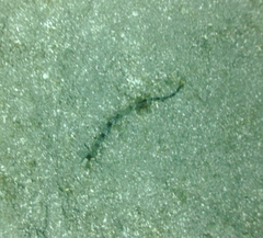 Cosmocampus albirostris