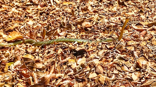 Common Tree Snake sighting