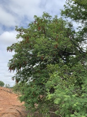 Albizia brevifolia