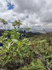Monnina aestuans, photograph (c) Anabela Plos, some rights reserved (CC BY)