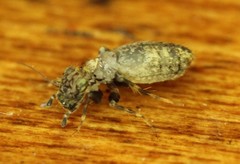 Pteroxanium kelloggi