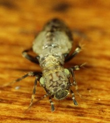 Pteroxanium kelloggi