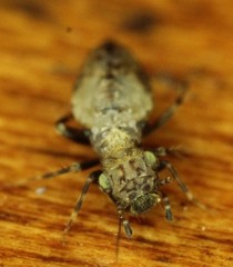Pteroxanium kelloggi