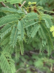 Albizia brevifolia