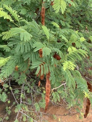 Albizia brevifolia