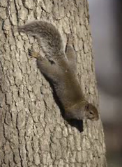 Sciurus carolinensis