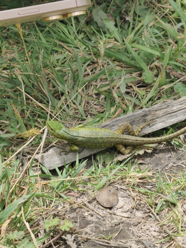 Duméril's Whorltail Iguana, Stenocercus trachycephalus