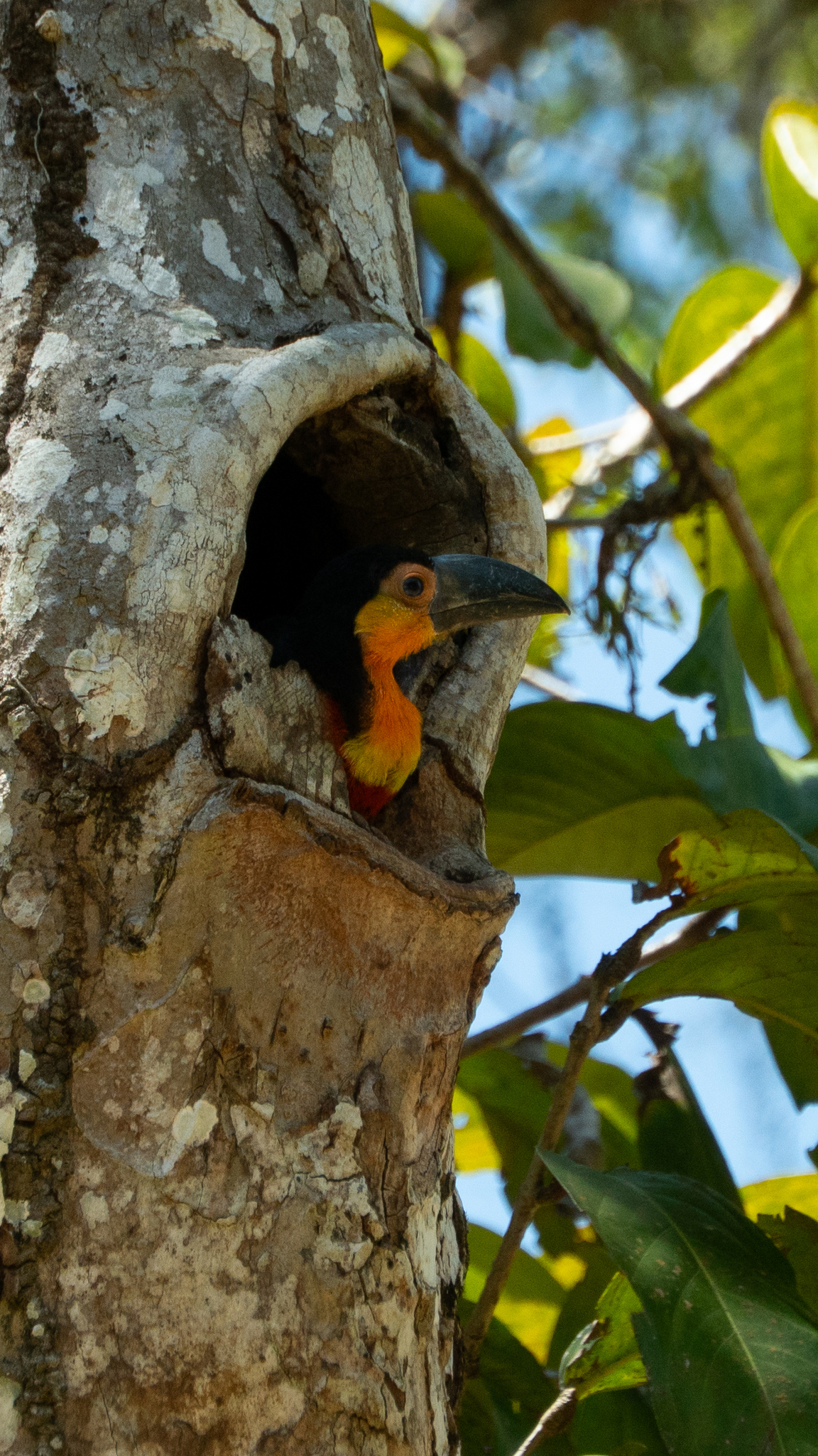Channel-billed Toucan illustration
