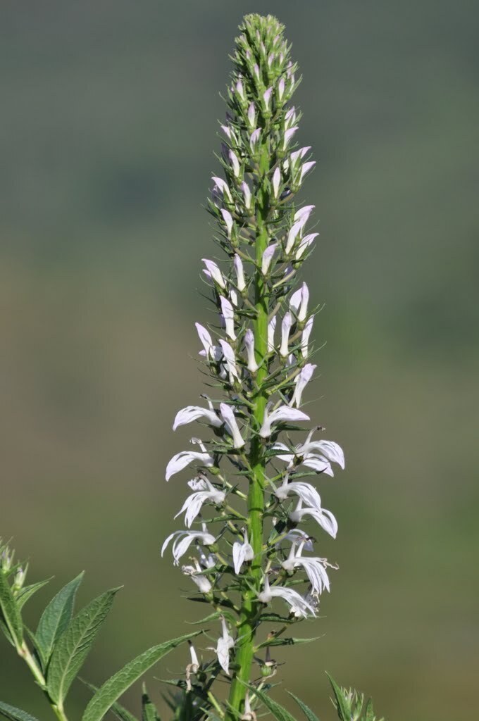 Lobelia seguinii (Lobelia seguinii)