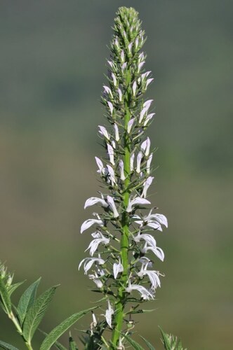 Lobelia nicotianifolia Roth